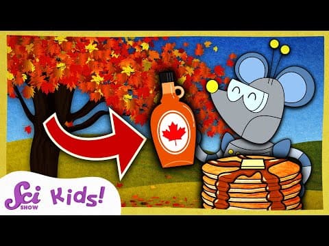 Where Does Maple Syrup Come From? | Winter is Alive! | SciShow Kids - YouTube