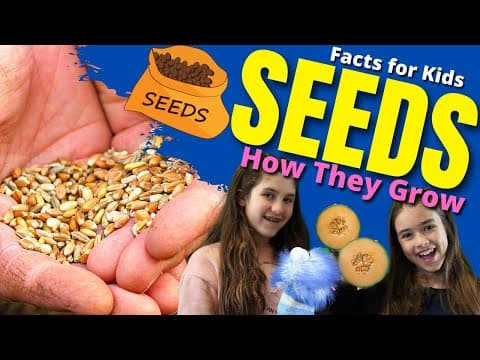 How do SEEDS Grow? Seed Germination For Kids
