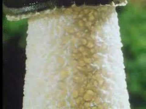 Fungi Plant Growth
