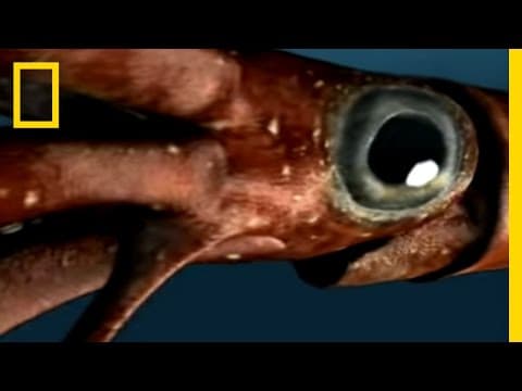 Sea Monsters 2