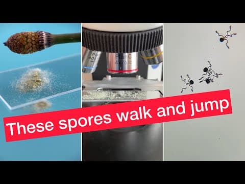 See the spores that walk and jump - YouTube