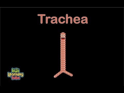 Human Body Trachea Song Human Body Systems