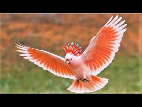 10 Most Beautiful Cockatoo Species on Planet Earth