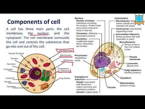 What are components of Human Cell ? || Components of Human Cell అంటే ఏమిటి?