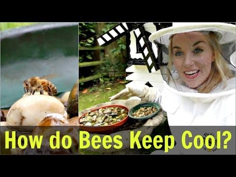 How Do Bees Keep Cool  Water for Honey Bees Beekeeping with Maddie