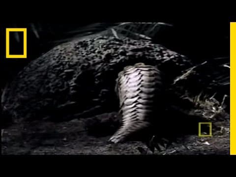 What in the World is a Pangolin?