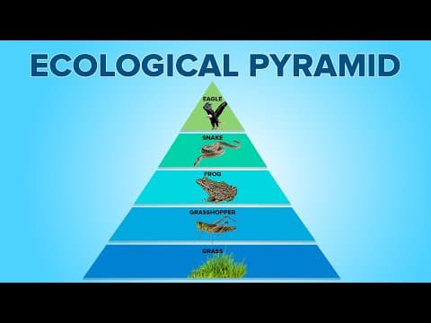 Ecological Pyramids in Ecosystem | Food Pyramids | Environmental Science