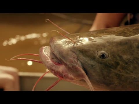 How do Catfish See the World Wonders of Life w Prof Brian Cox