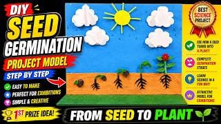 seed germination project model 3d making | diy | science model | best out of waste