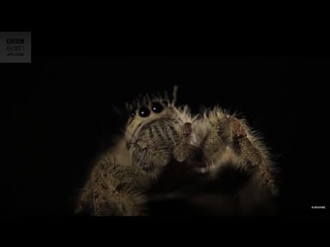 Largest Jumping Spider In The World