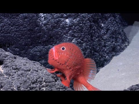 Seamounts of the Southeast Pacific, an oasis for undiscovered biodiversity