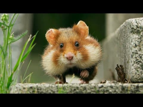 Wild Hamster Has A Graveyard Feast | Seven Worlds, One Planet