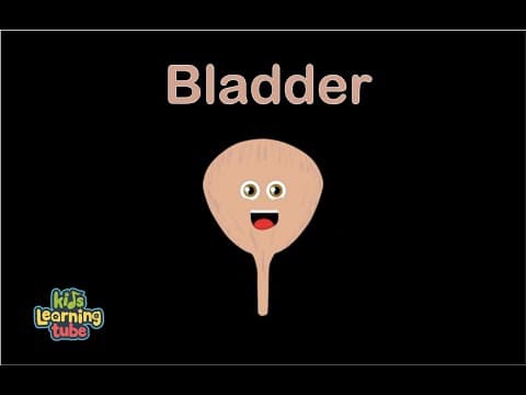 Human Body Bladder Song Human Body Systems
