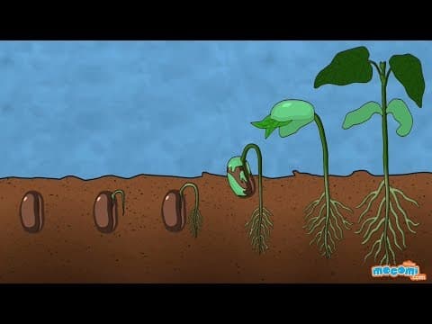 Seed Germination | #aumsum #kids #science #education #children