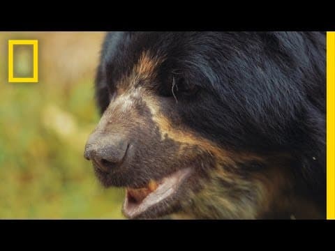 Saving South America’s Only Bear Species