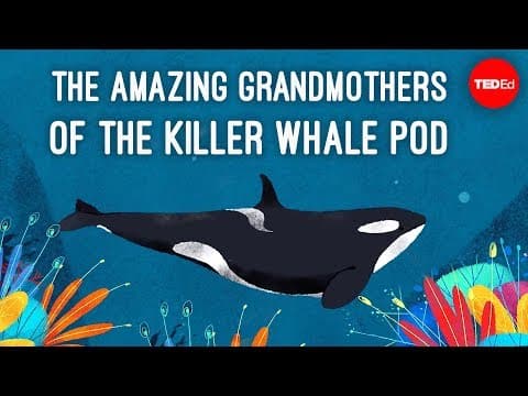 Inside the killer whale matriarchy - Darren Croft - YouTube