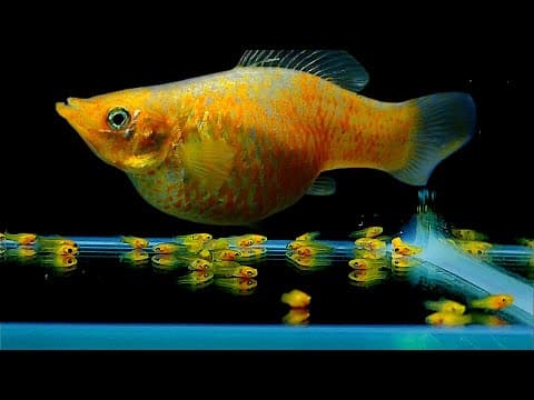 Blue carbon the ocean wetlands and climate change