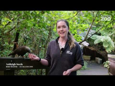 Yukon Wildlife|Moose bears lynxes wolves and more