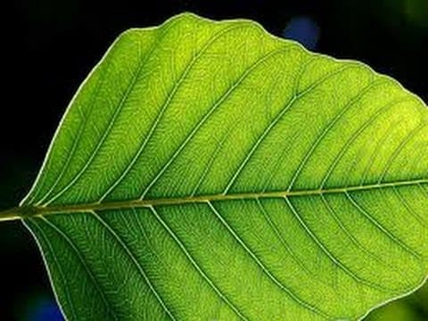 Plant Leaf - Leaves - lesson - Education videos for kids