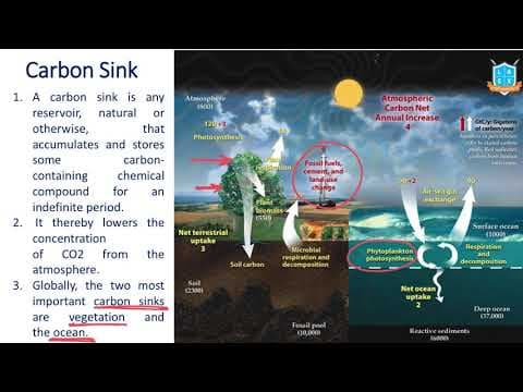 What is Carbon Sink ? || Carbon Sink అంటే ఏమిటి?