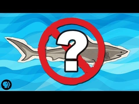 What If There Were No Sharks? - YouTube
