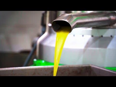 How It's Made: Olive Oil - YouTube