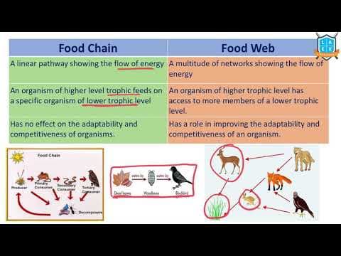 What is Food Chain vs Food Web? || Food Chain vs Food Web అంటే ఏమిటి?