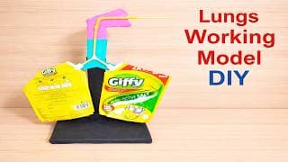 how to make human respiratory system ( lungs ) working model using waste materials