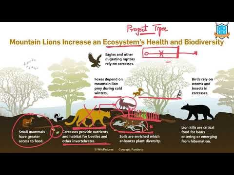Why top predators are necessary in an ecosystem? || Top Predators అంటే ఏమిటి?