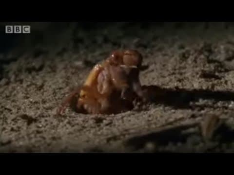 Amazing Cicada Life Cycle - Sir David Attenboroughs Life In the Undergrowth - BBC