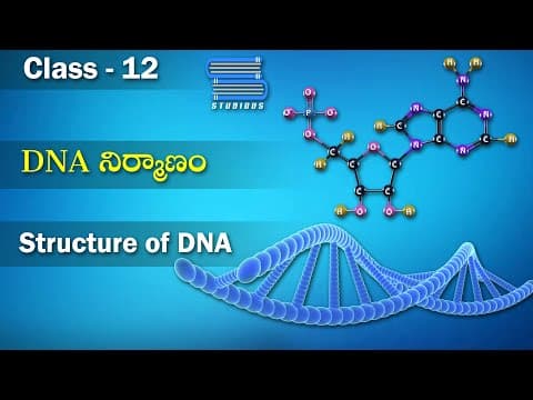 DNA నిర్మాణం Structure of DNA | Molecular Basis of Inheritance | Biology