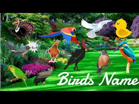 Birds with names and Pictures | Birds with their names
