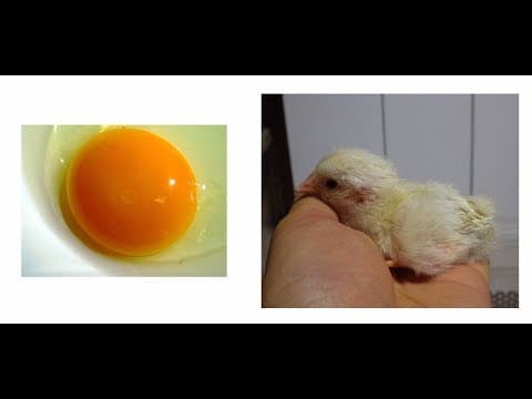 Observation of the Development of Chick Embryo - YouTube
