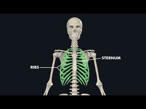 Human Ribs & Sternum Anatomy: 3d Illustration of human ribs