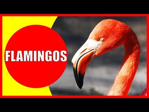 FLAMINGOS FOR KIDS - Facts About Flamingos for Children