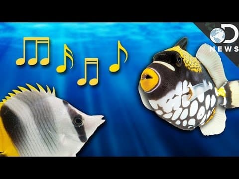 How Do Fish Talk To Each Other