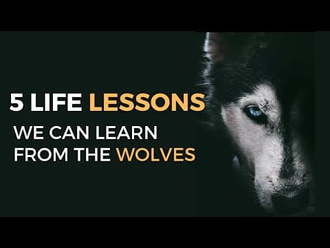 5 Life Lessons We Can Learn From the Wolves - Best Motivational Video