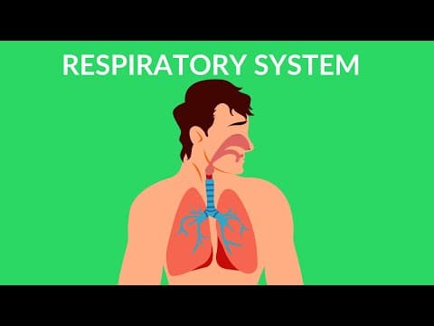 Respiratory System | How we breathe | Video for kids