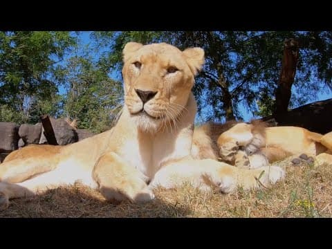 Caring For Aging Animals At The Oregon Zoo - YouTube