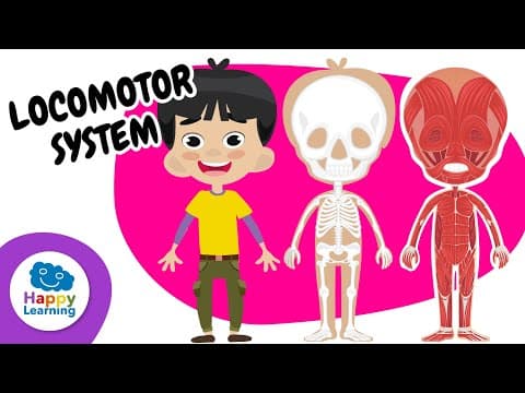 💪🫁🫀 LOCOMOTOR SYSTEM: How your body works? | Educational Videos for Children |‪@HappyLearningENG‬