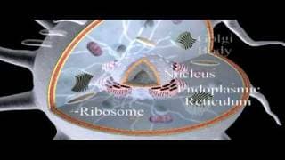 The Basics of Biology Cell Structure Overview