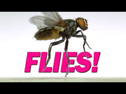 15 species of flies take off in slow-motion