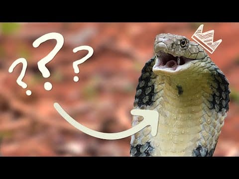 How To Discover New Snake Species: The King Cobra | Encyclopaedia Britannica - YouTube