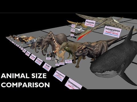Animal size comparison 3d