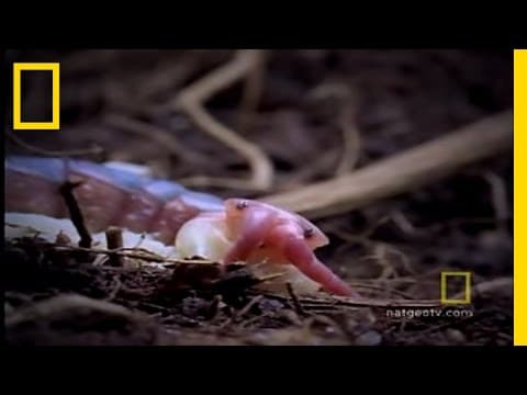 South American Centipede | National Geographic - YouTube