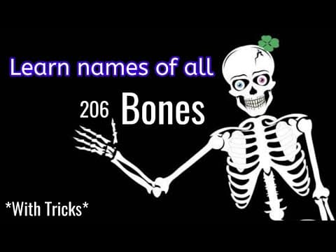 Human bones- Learn all 206 bones with fun and simple tricks