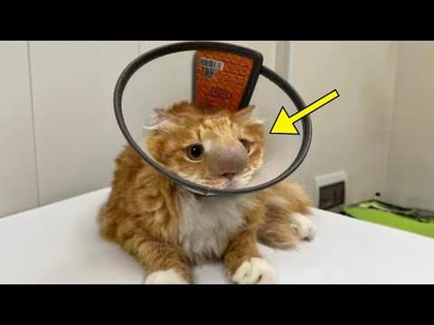 Cat Brought To The Vet For Its Strange Nose - Vet Finds This When Taking A Closer Look