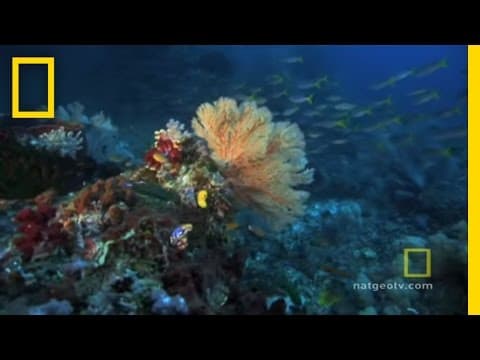 Exploring Oceans | Great Barrier Reef