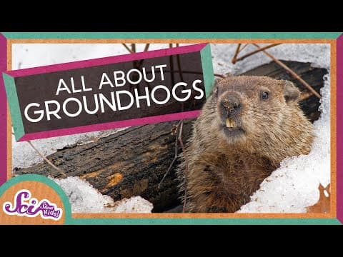 Fun Facts About Groundhogs! - Groundhog Day