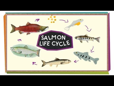 Salmon Parents Are Amazing!